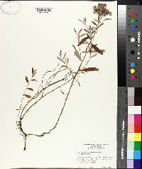 Helianthemum corymbosum image