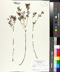 Crocanthemum canadense image