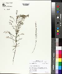 Lechea tenuifolia image