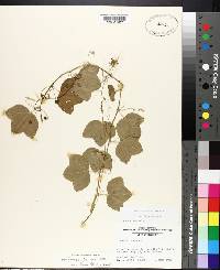Passiflora lutea image