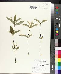 Ruellia caroliniensis image