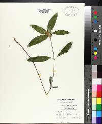 Ruellia caroliniensis image