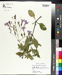 Ruellia ciliatiflora image