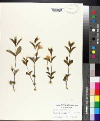 Ruellia pinetorum image