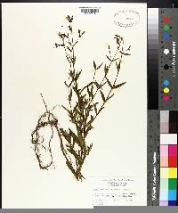 Rhexia mariana var. purpurea image