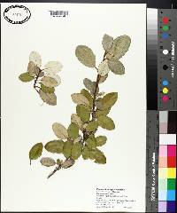 Elaeagnus pungens image