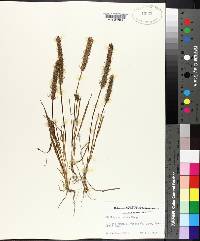 Plantago aristata image