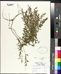 Lythrum lanceolatum image