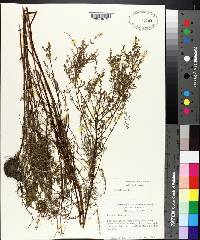 Lythrum lineare image