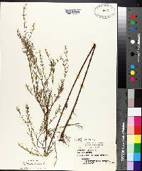 Lythrum lineare image