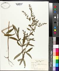 Lythrum virgatum image