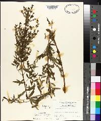 Lythrum lanceolatum image
