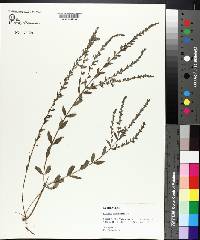 Lythrum lanceolatum image