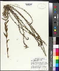 Lythrum lanceolatum image