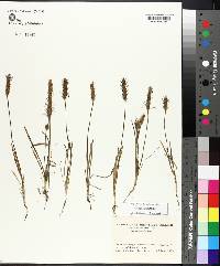 Plantago aristata image