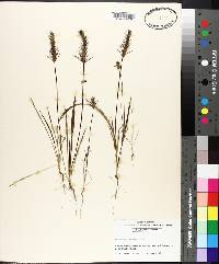 Plantago aristata image