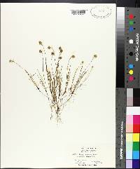 Plantago erecta image