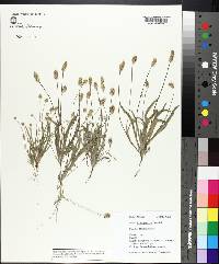 Plantago ovata image