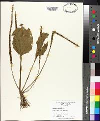 Plantago rugelii image