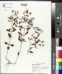 Rhexia parviflora image