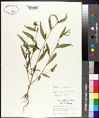 Ludwigia decurrens image