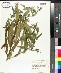 Ludwigia decurrens image