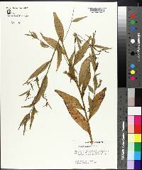 Ludwigia decurrens image