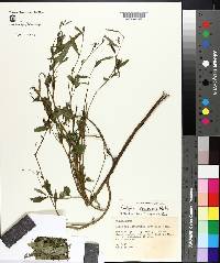 Ludwigia decurrens image