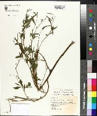 Ludwigia decurrens image