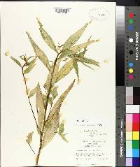 Ludwigia decurrens image