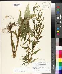 Ludwigia decurrens image