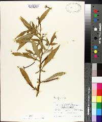 Ludwigia leptocarpa image