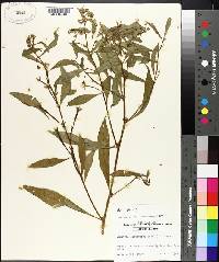 Ludwigia leptocarpa image