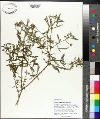 Ludwigia leptocarpa image