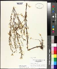 Ludwigia linearis image