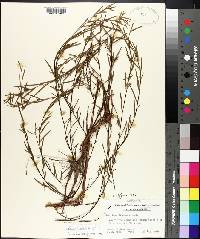 Ludwigia linearis image