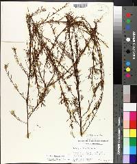 Ludwigia linearis image