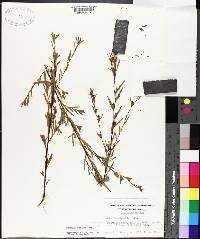 Ludwigia linearis image