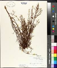 Ludwigia linearis image