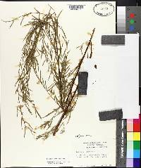 Ludwigia linearis image