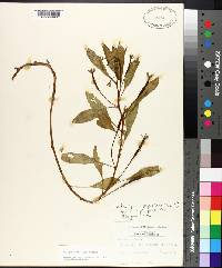 Ludwigia peploides subsp. peploides image