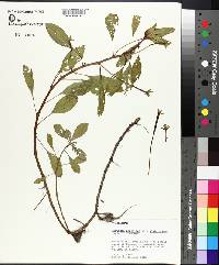 Ludwigia peploides subsp. glabrescens image