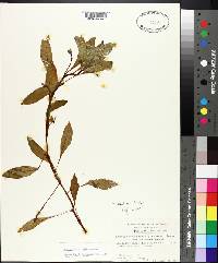 Ludwigia peploides subsp. peploides image