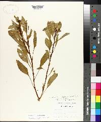 Ludwigia peploides subsp. peploides image