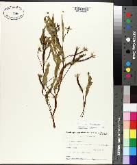 Ludwigia peploides subsp. glabrescens image