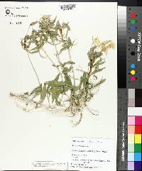 Oenothera californica image