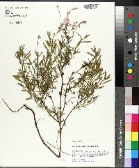 Oenothera speciosa image