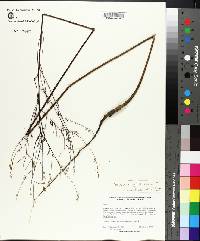Oenothera simulans image