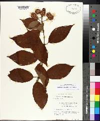 Cephalanthus occidentalis var. occidentalis image