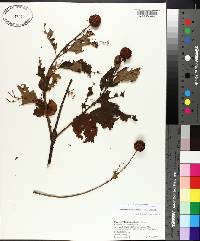 Cephalanthus occidentalis var. occidentalis image